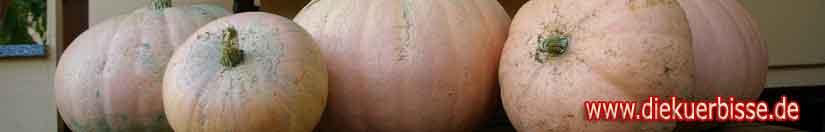 Der K&uuml;rbis-Clan